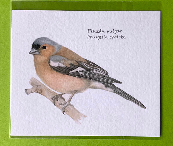 Mini-lámina pinzón vulgar