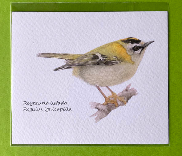 Mini-lámina reyezuelo