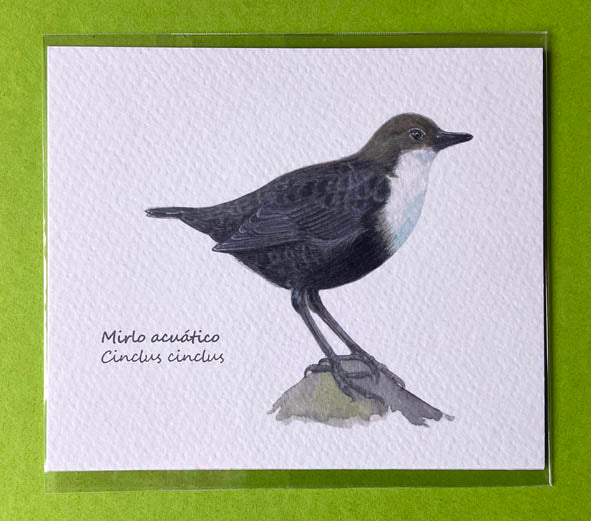 Mini-lámina mirlo acuático