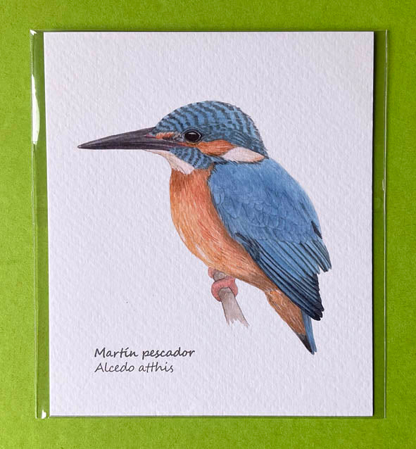 Mini-lámina martín pescador