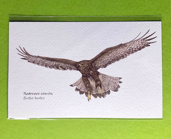 Mini-lámina ratonero