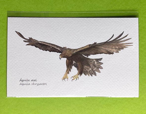 Mini-lámina águila real