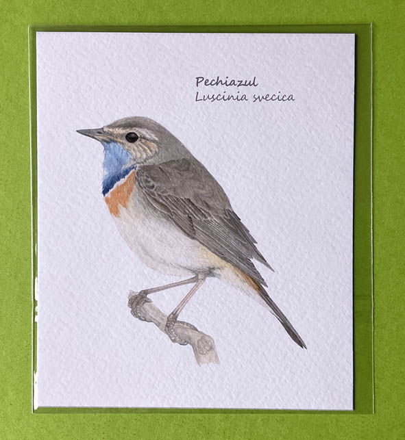 Mini-lámina pechiazul