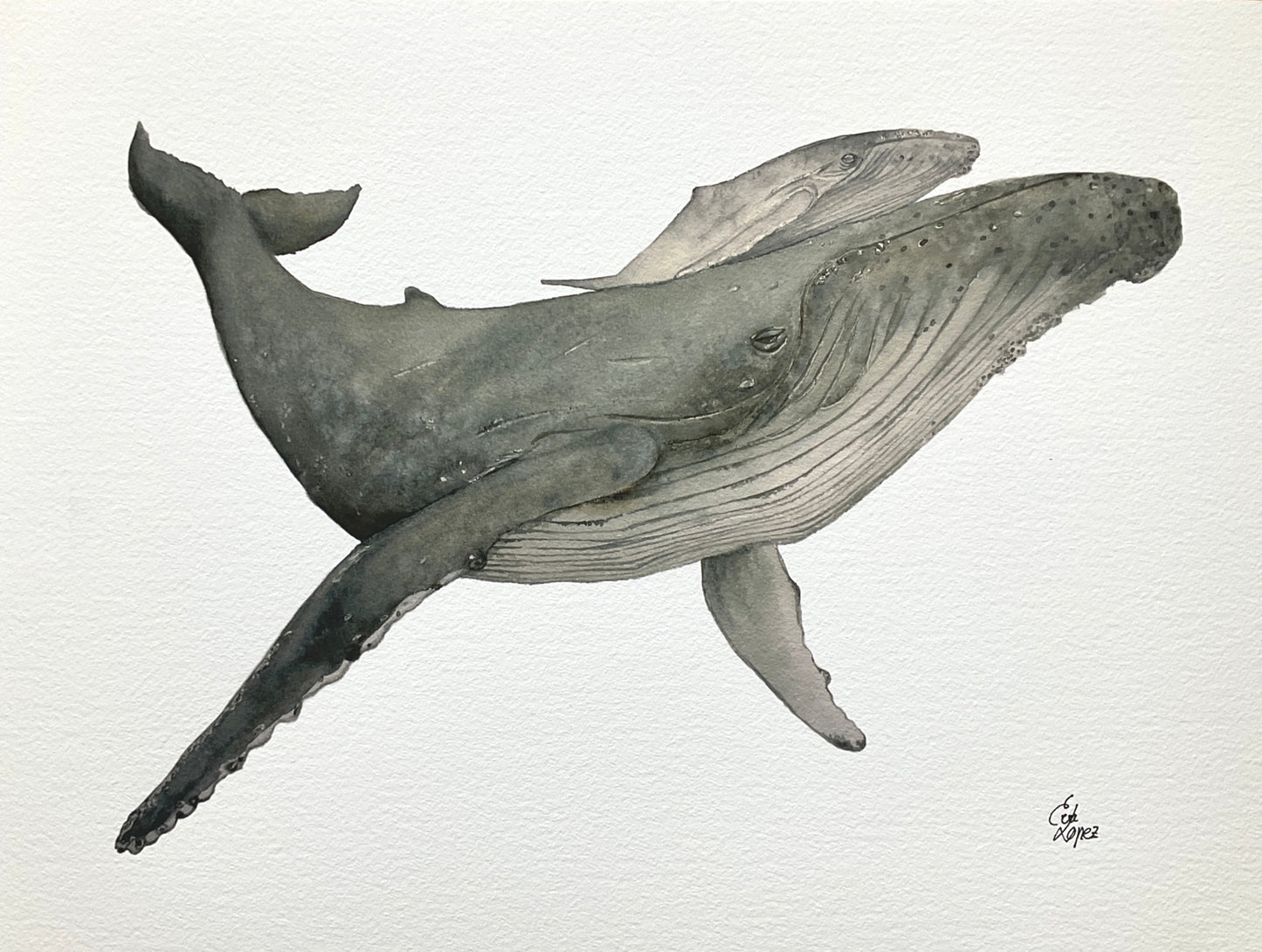 Lámina de ballenas jorobadas (calidad Bellas Artes)