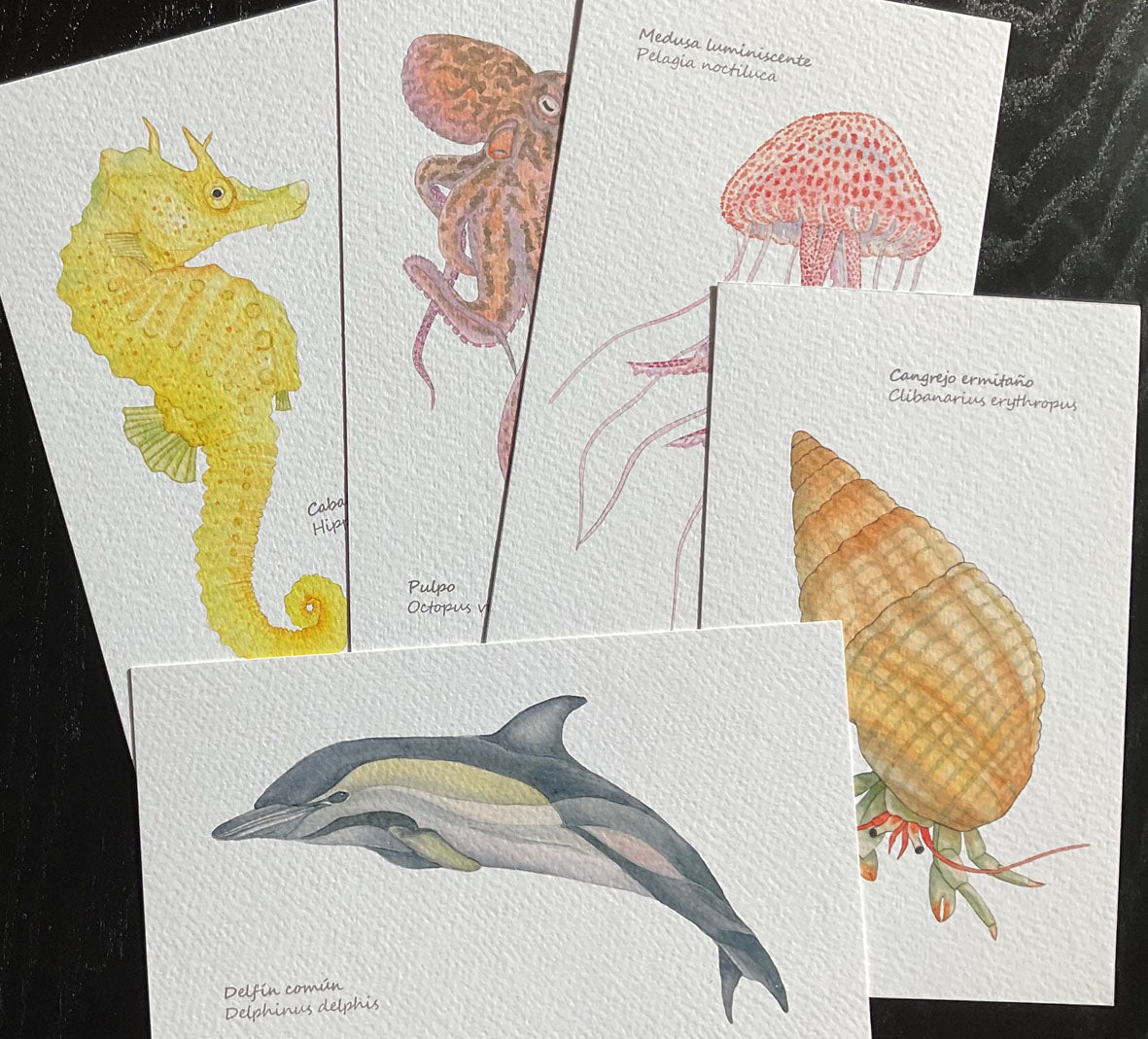 Mini-láminas de Fauna marina