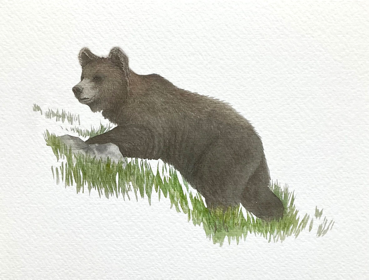 Lámina de Oso pardo cantábrico