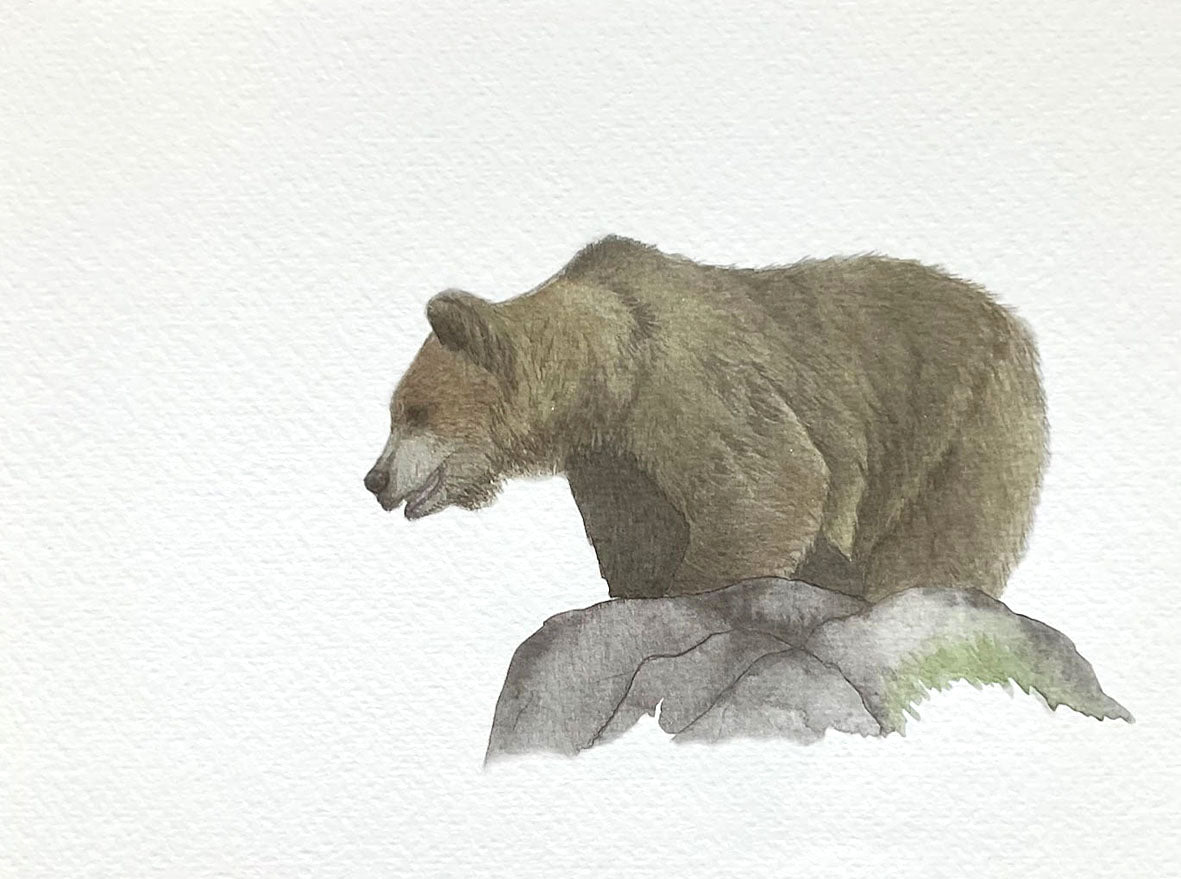 Lámina de Oso pardo cantábrico 2