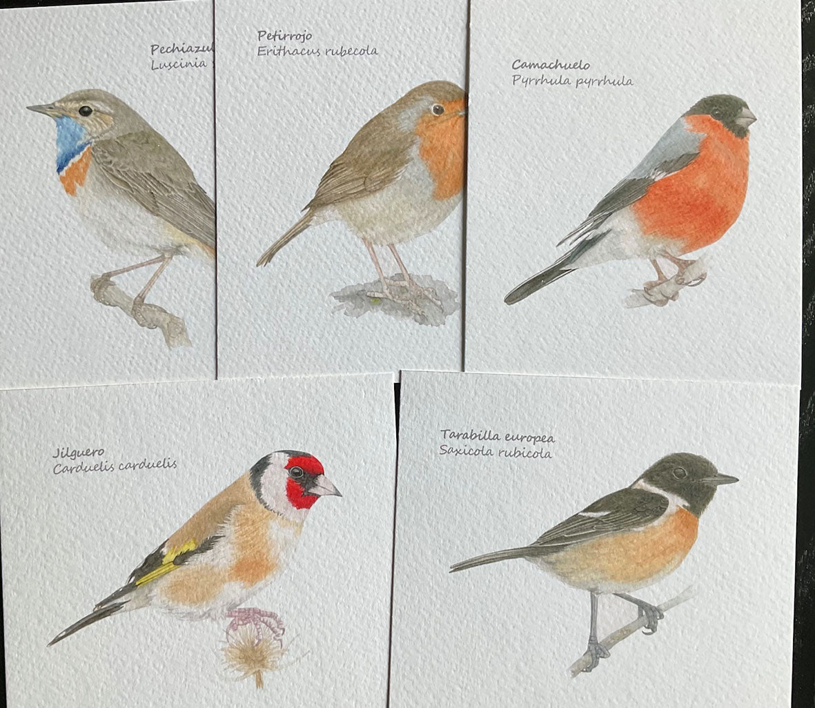 Mini-láminas de Aves paseriformes