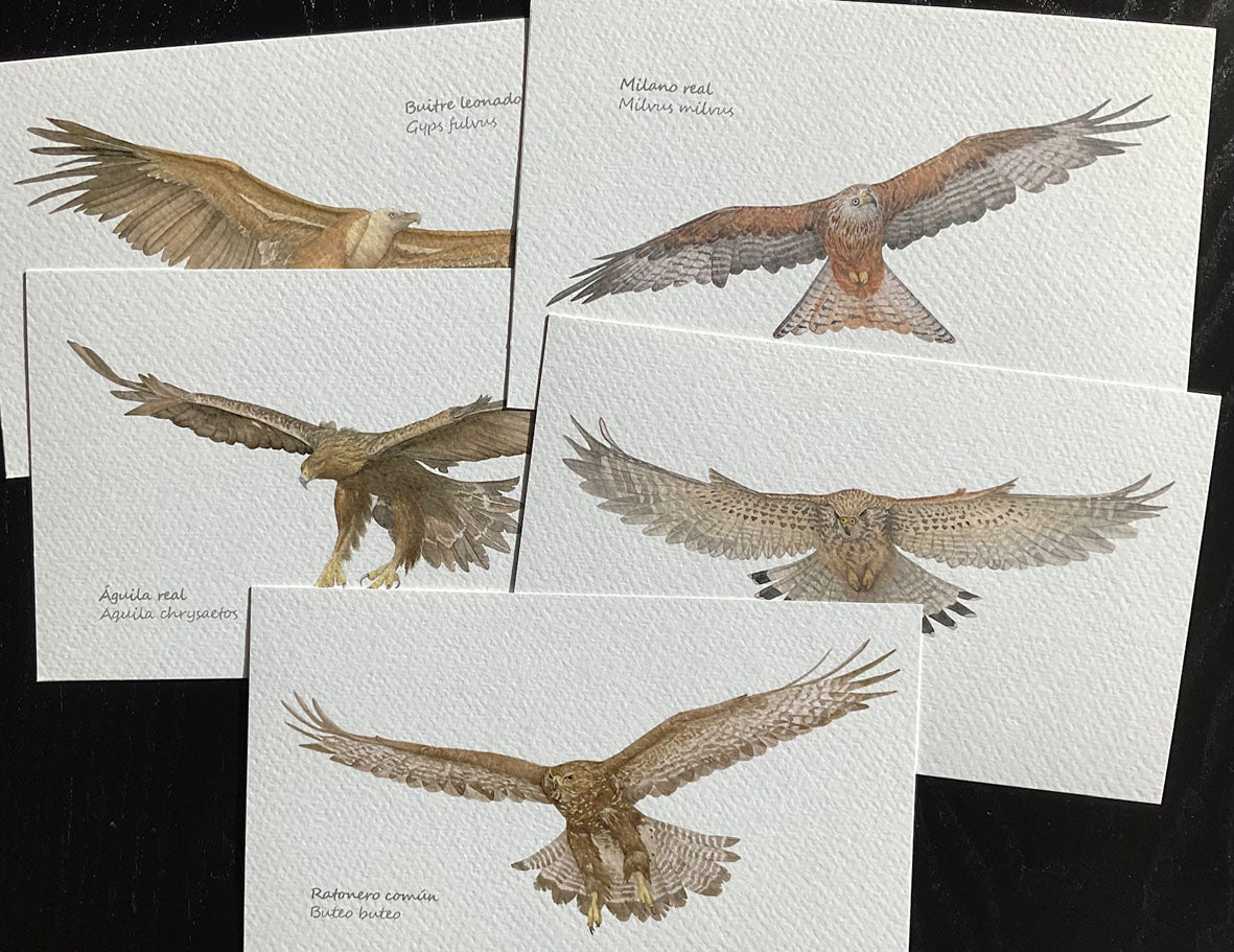 Mini-láminas de Aves rapaces