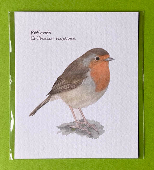 Mini-lámina petirrojo