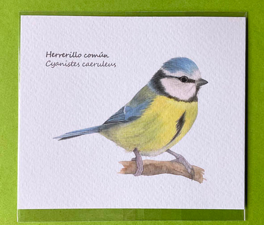 Mini-lámina herrerillo