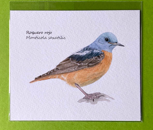 Mini-lámina roquero rojo