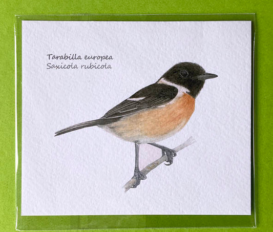 Mini-lámina tarabilla