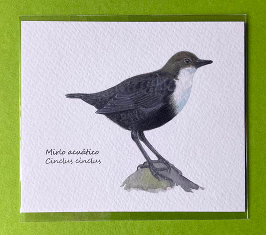 Mini-lámina mirlo acuático