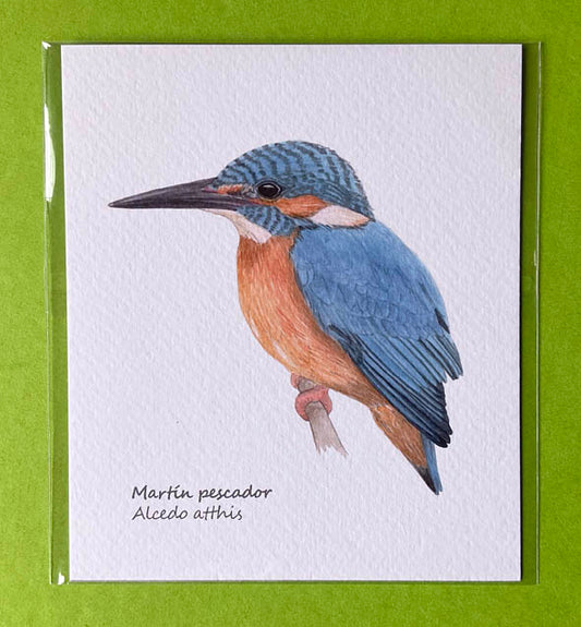 Mini-lámina martín pescador