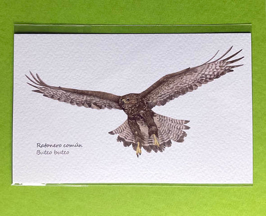 Mini-lámina ratonero