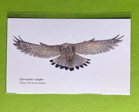 Mini-lámina cernícalo