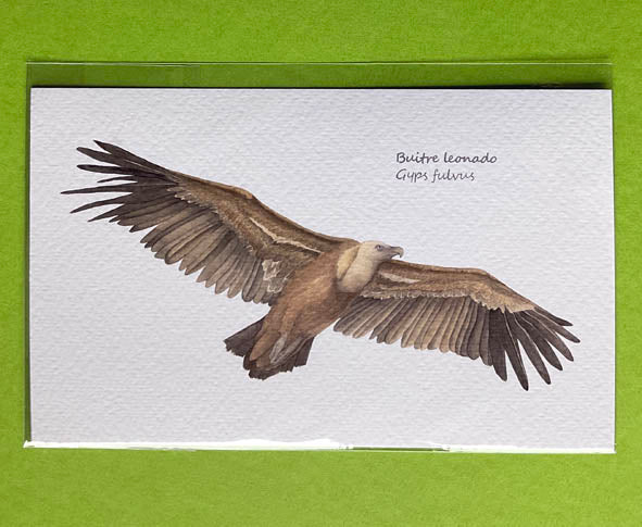 Mini-lámina buitre leonado