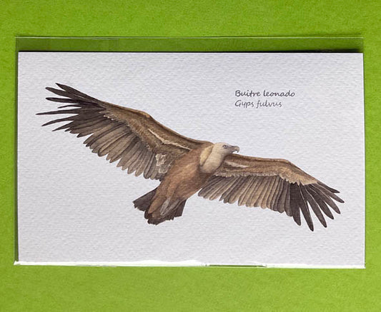 Mini-lámina buitre leonado