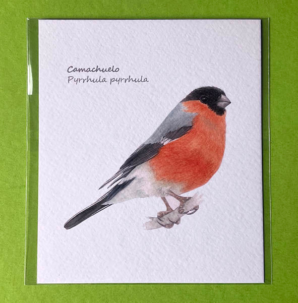 Mini-lámina camachuelo