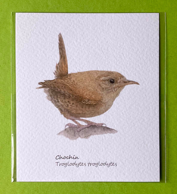 Mini-lámina chochín