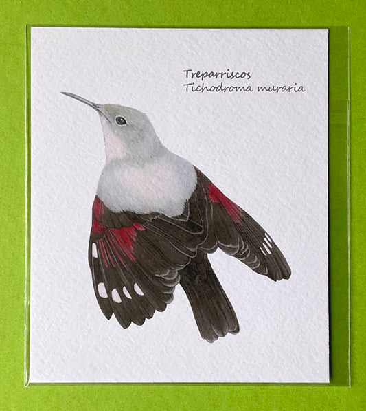 Mini-lámina treparriscos