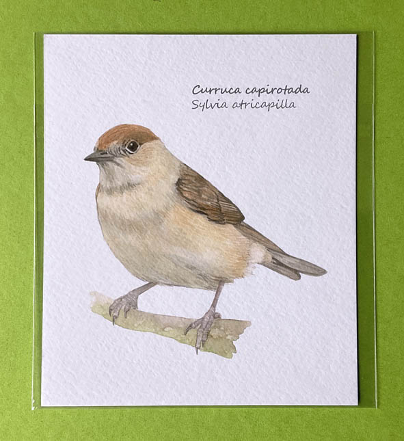 Mini-lámina curruca capirotada