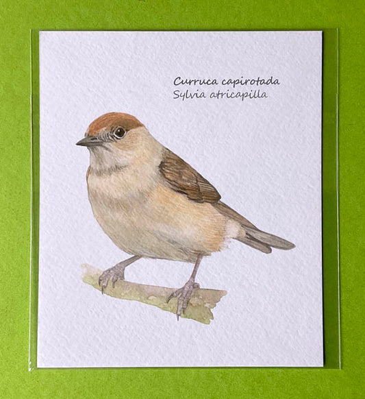 Mini-lámina curruca capirotada