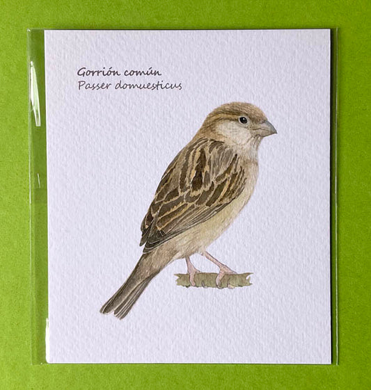 Mini-lámina gorrión