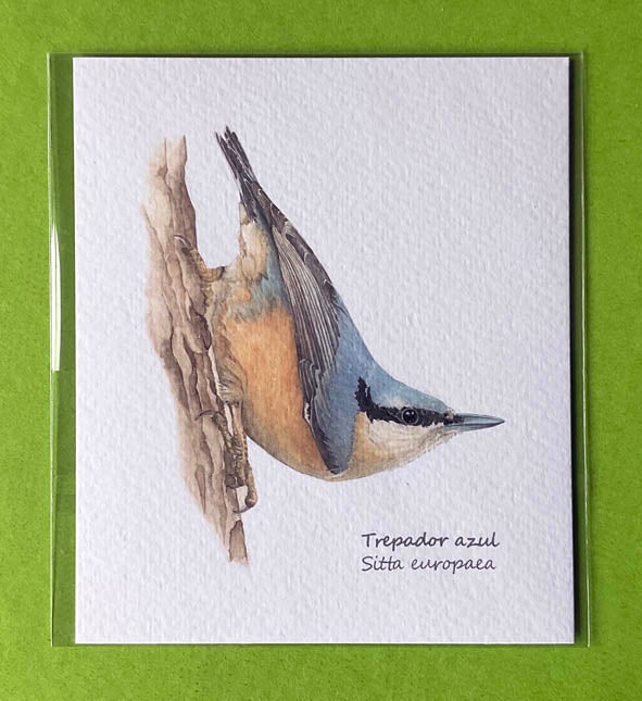 Mini-lámina trepador azul