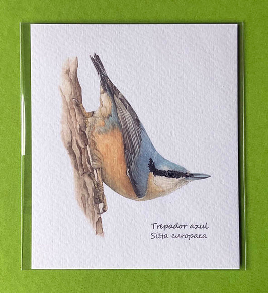 Mini-lámina trepador azul