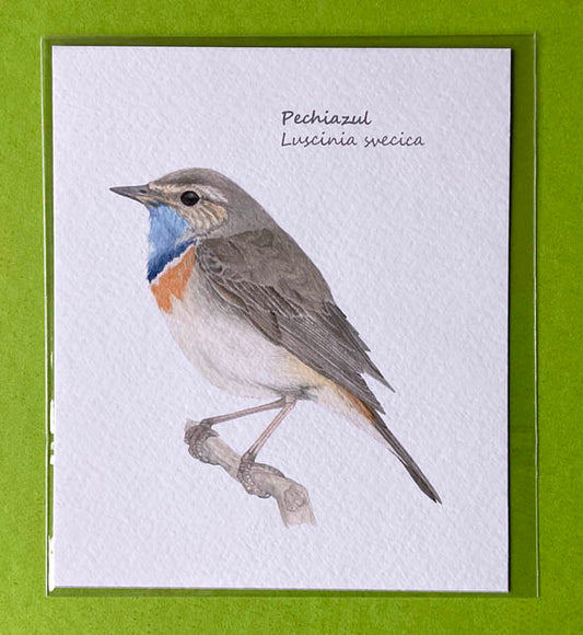 Mini-lámina pechiazul