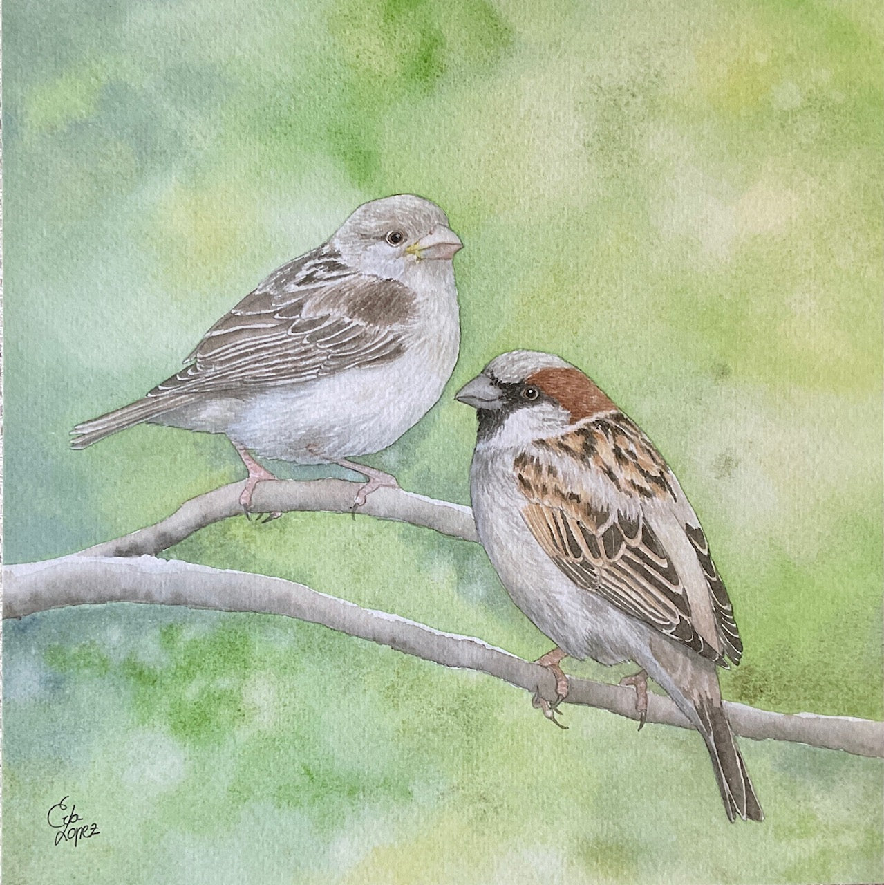 Lámina de gorriones