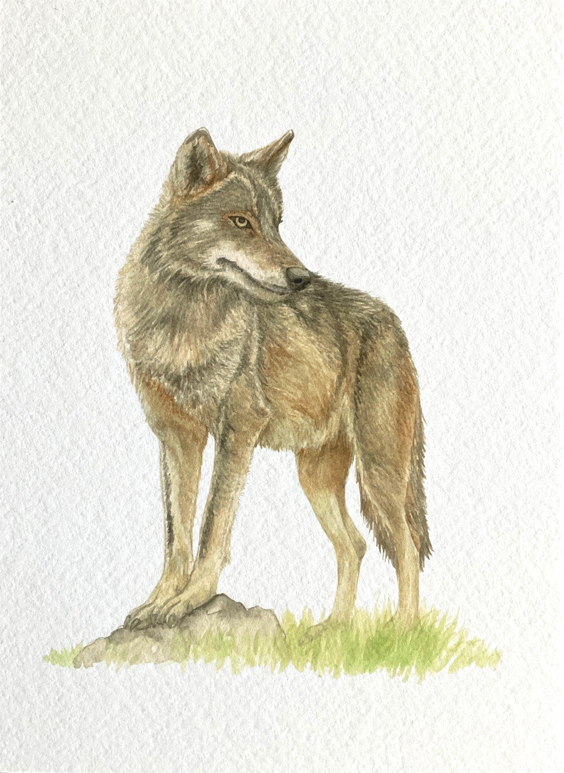Lámina de Lobo ibérico