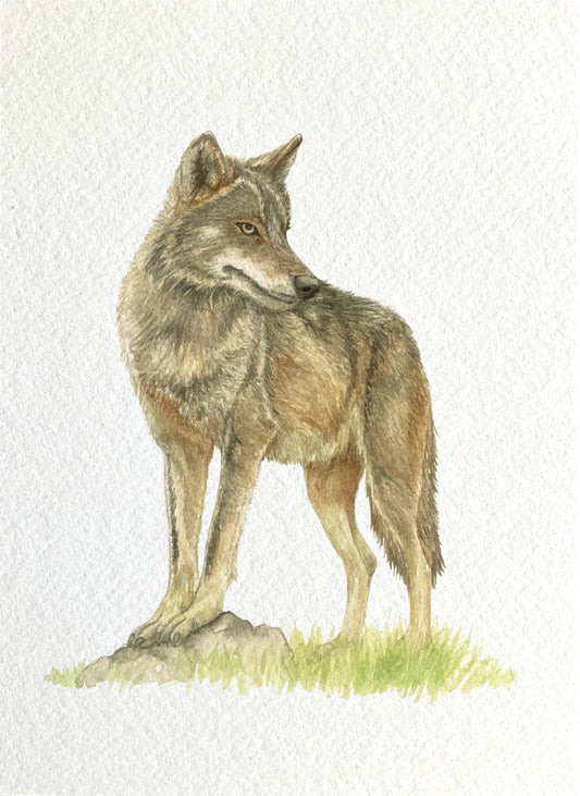 Lámina de Lobo ibérico